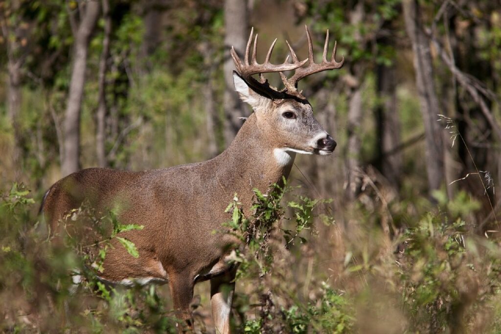 white-tail-deer-902531_1280